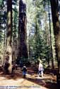 Copyright image www.web-centric.net Calaveras Big Trees State Park CA