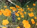 Copyright image www.web-centric.net Wild flowers CA poppies Amador County CA