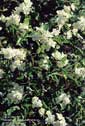 Copyright image www.web-centric.net Wild flowers azalea Amador County CA